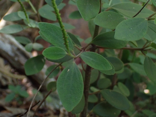Peperomia humilis, photograph 5
