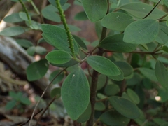 (c) Kurt Miller, some rights reserved (CC BY-SA) Peperomia humilis, photograph (c) Kurt Miller, some rights reserved (CC BY-SA)