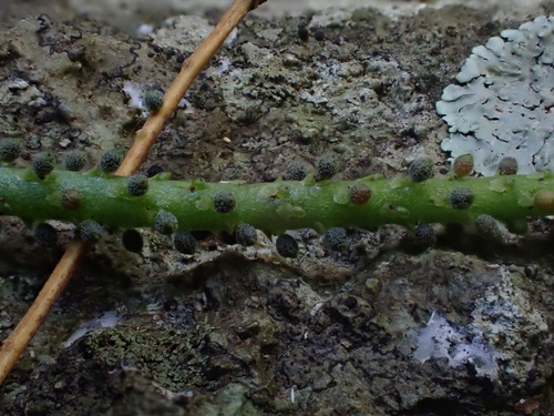 Peperomia humilis, photograph 6