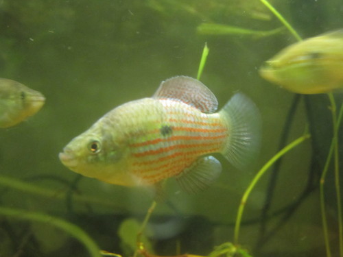 Jordanella floridae