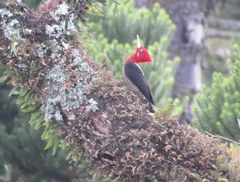 Campephilus robustus