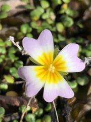 Leavenworthia