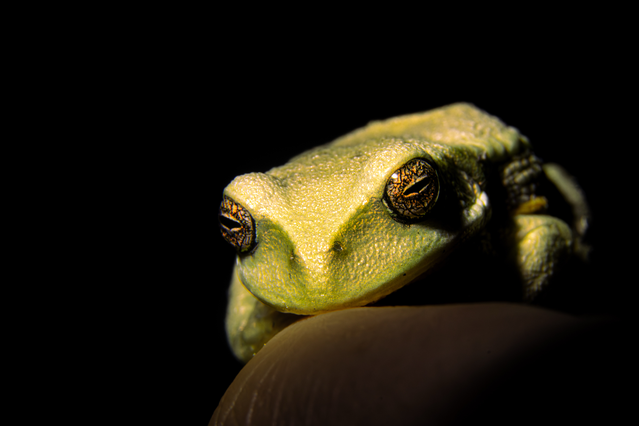 Cuenca Marsupial Frog photo 6