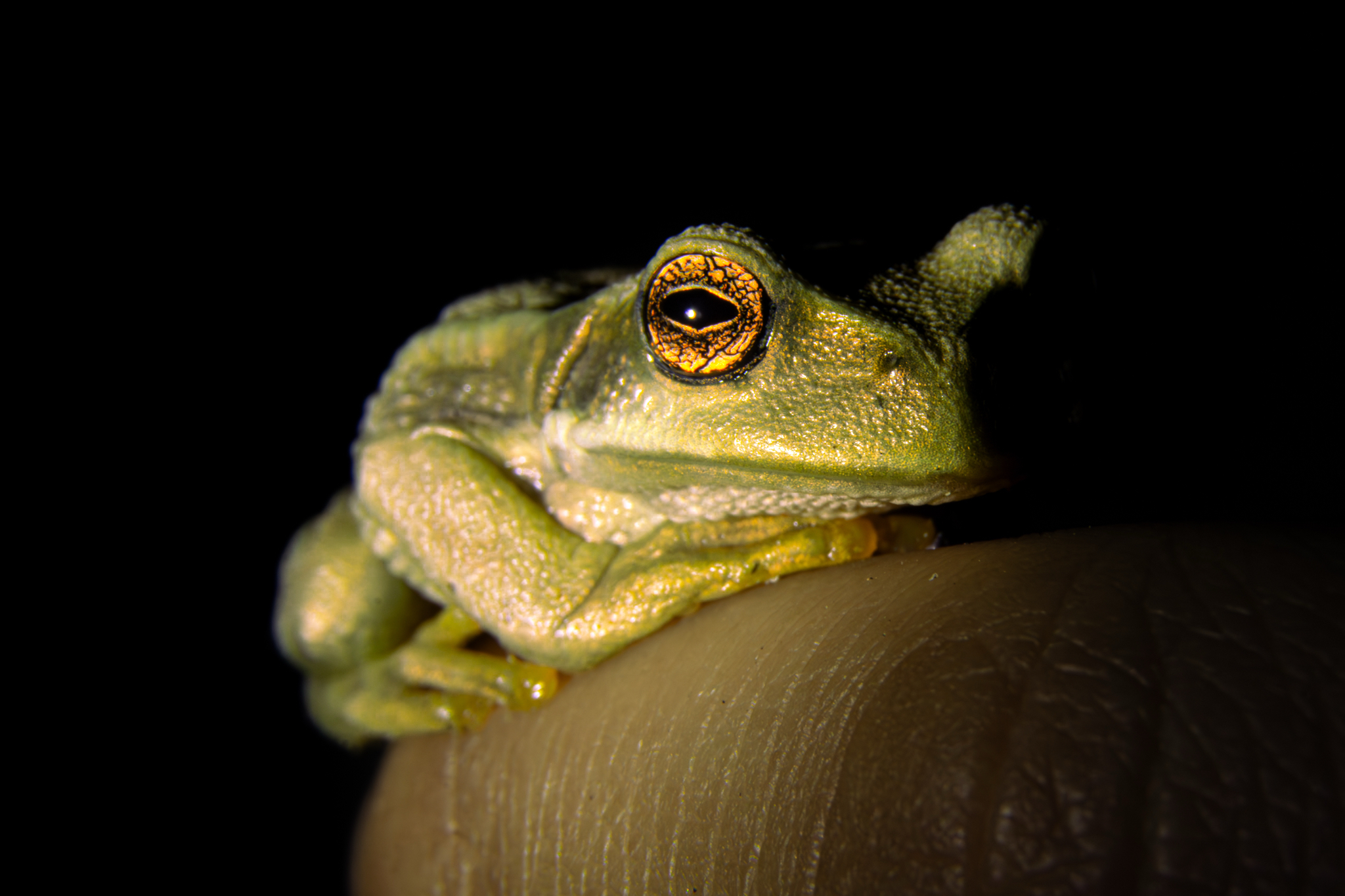 Cuenca Marsupial Frog photo 7