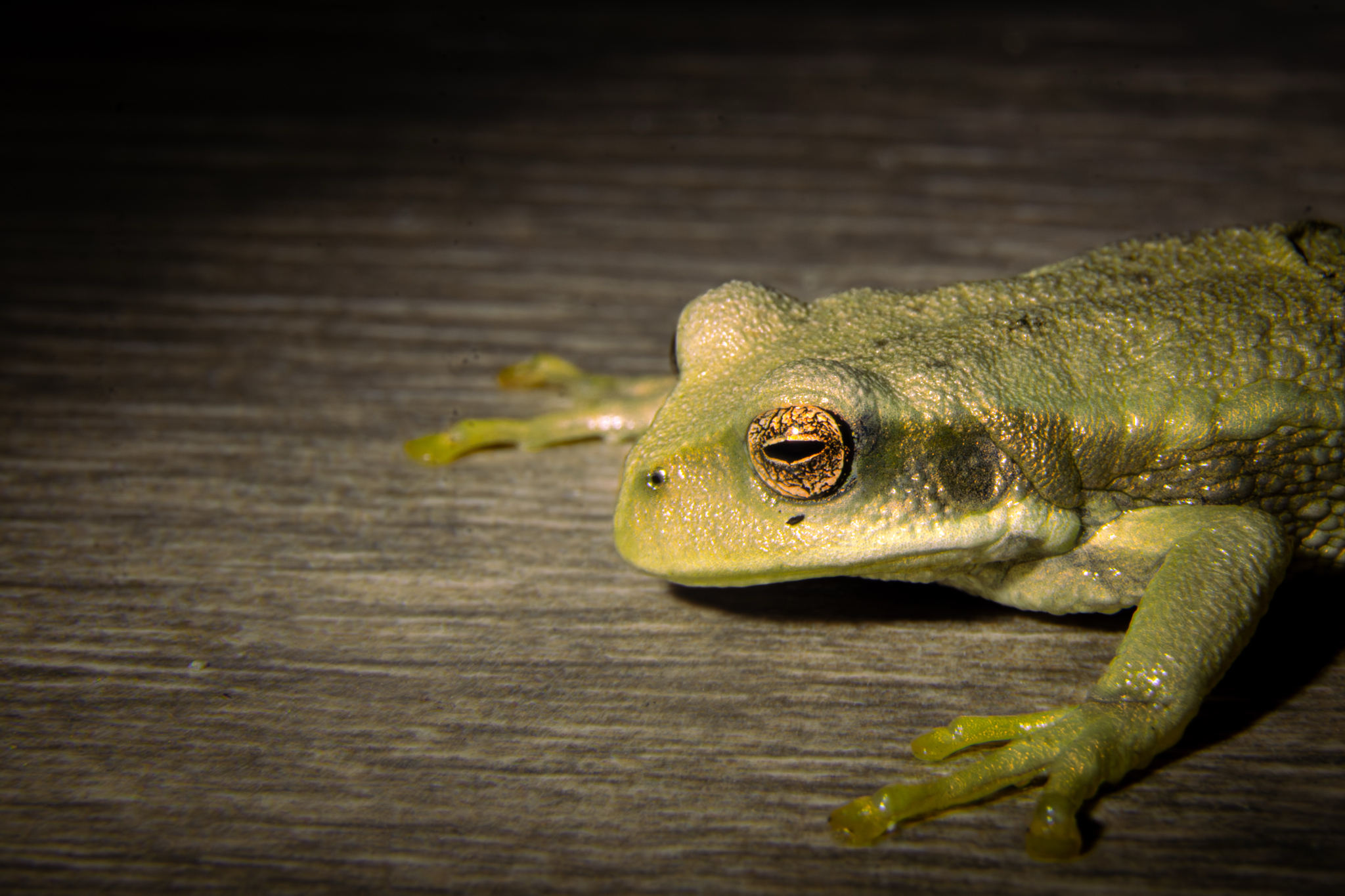 Cuenca Marsupial Frog photo 8