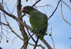 Amazona vinacea