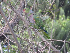 Amazona vinacea