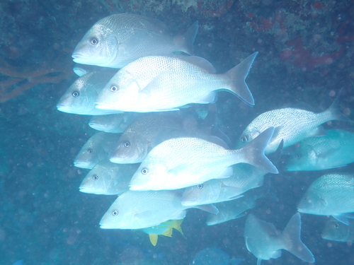 Grey grunt (Haemulon album) — Haemulidae — 4