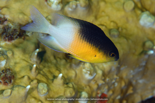 Bicolor Damselfish (Stegastes partitus)#N# · iNaturalist