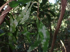 Microgramma heterophylla
