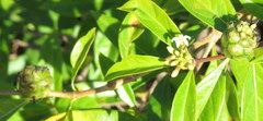 Morinda royoc