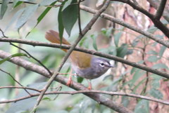 Myiothlypis leucoblephara