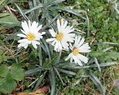 Celmisia major brevis