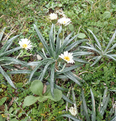Celmisia major brevis