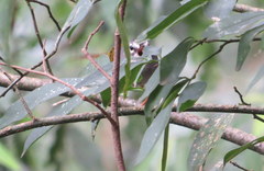 Myiothlypis leucoblephara