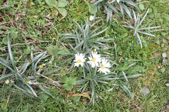 Celmisia major brevis