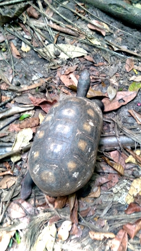 Chelonoidis carbonarius