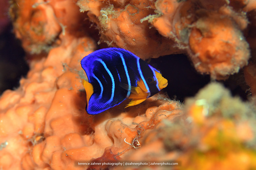 Queen Angelfish