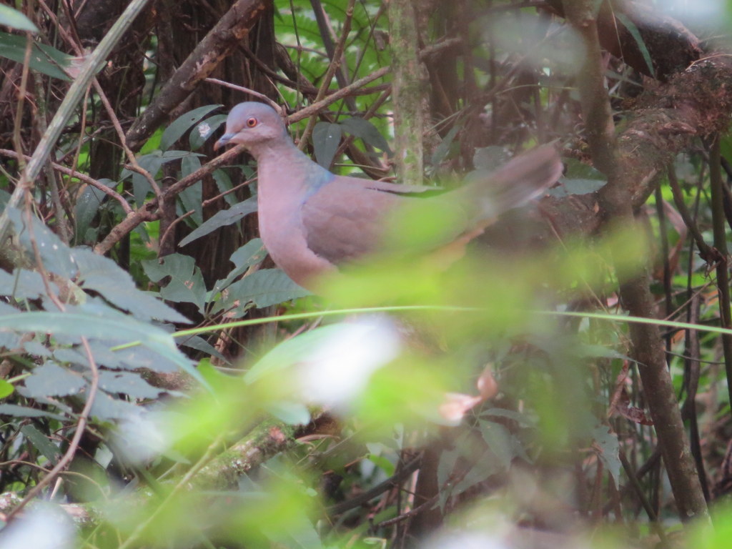 Grey-fronted Dove