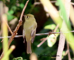 Empidonax occidentalis