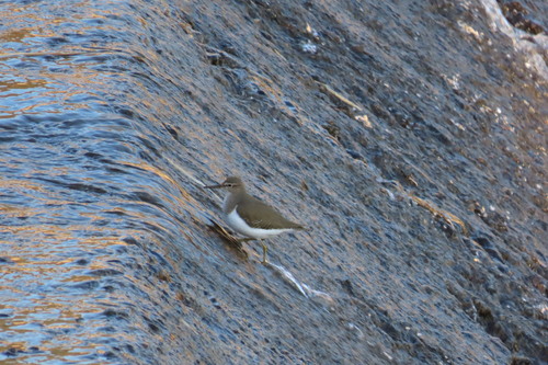 iNaturalist: (c) Rob Macfie, some rights reserved (CC BY-NC), uploaded by Rob Macfie iNaturalist image