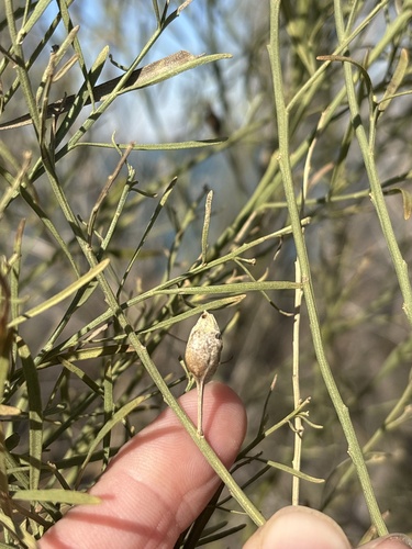 Unknown species found near Cedar Hill State Park, Cedar Hill, TX, US