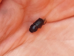 Acrossidius tasmaniae