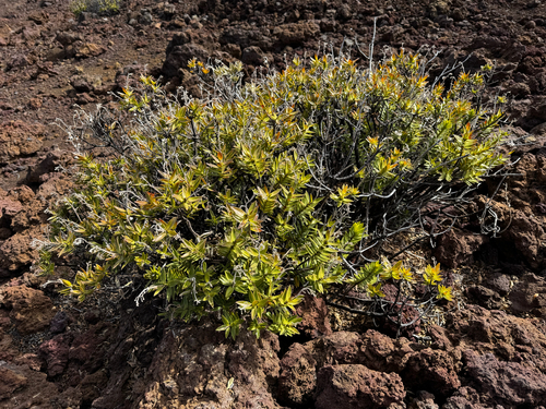 Kūpaoa (Dubautia menziesii)