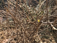 Forsythia koreana