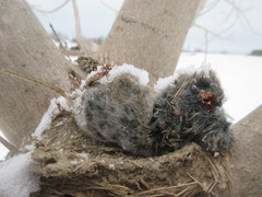 Lanius borealis