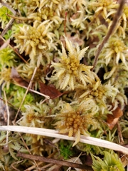 Sphagnum magellanicum