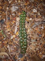 Euphorbia muelleri