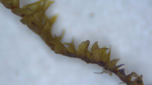 Forest Notchwort (Lophozia silvicola)