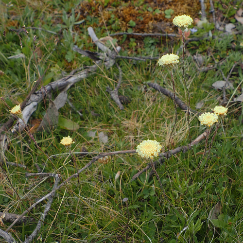 Scaly-buttons (Leptorhynchos squamatus)