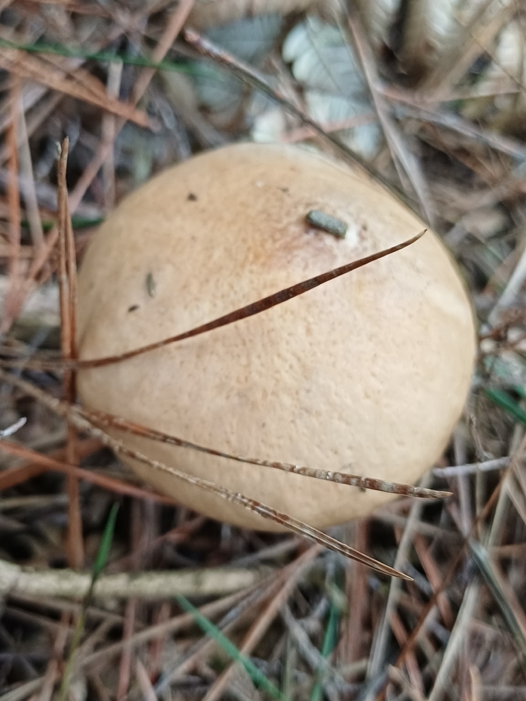 Suillus salmonicolor · January 2026 · photo: © steviakiwi23 (iNaturalist, cc0)