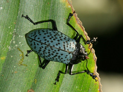 Cypherotylus impressopunctatus
