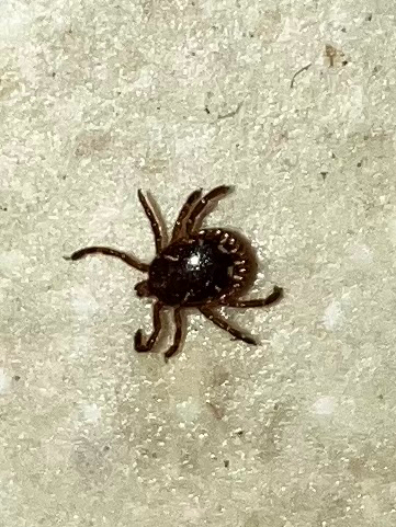 Amblyomma americanum Linnaeus, 1758