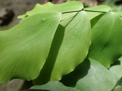 Adiantum macrophyllum