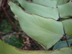 Adiantum macrophyllum