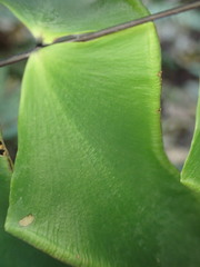 Adiantum macrophyllum