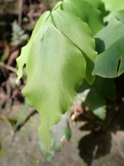 Adiantum macrophyllum