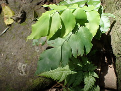 Adiantum macrophyllum