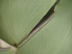 Adiantum macrophyllum