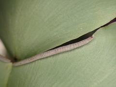 Adiantum macrophyllum