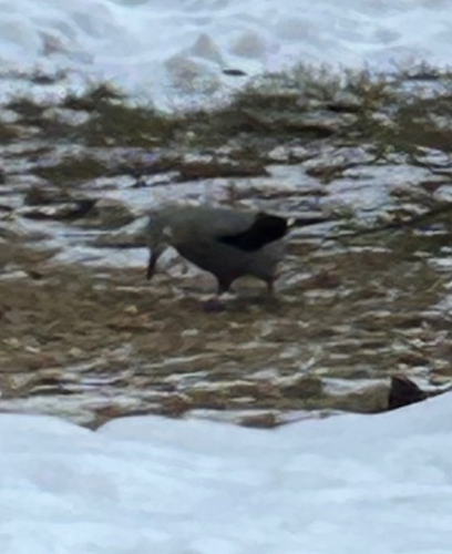 Clark's Nutcracker (Nucifraga columbiana), photo 2
