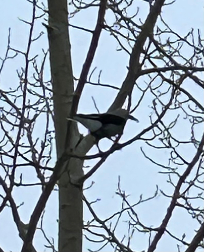 Clark's Nutcracker (Nucifraga columbiana), photo 3