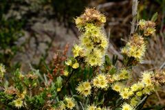 Kunzea muelleri, photograph (c) Peter Crowcroft, some rights reserved (CC BY)