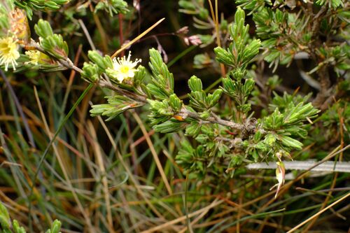 Kunzea muelleri, photograph 5