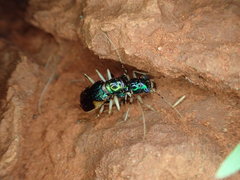 Australicapitona bostockii