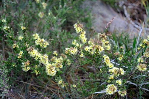 Kunzea muelleri, photograph 6